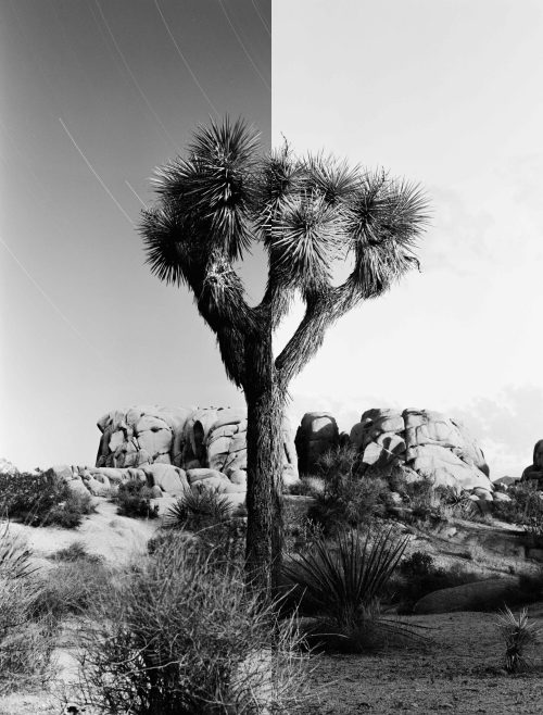 JOSHUA TREE